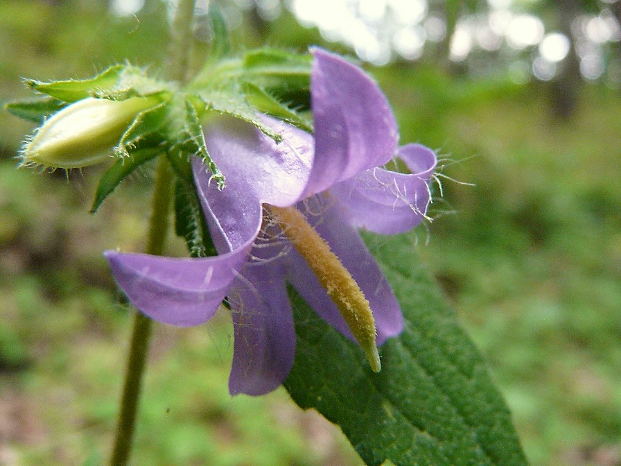 Campanula rapunculus, C. Glomerata e C. trachelium